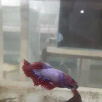 ماهی آنجل و...|ماهی|رباط‌کریم, رباط‌کریم|دیوار