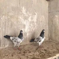 کبوتر پاکستانی|پرنده|بندر دیر, |دیوار