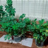 گل نخل ماداگاسکار،آکوبا،کروتن،شفلرا،فیکوس‌|گل و گیاه طبیعی|کرمانشاه, |دیوار