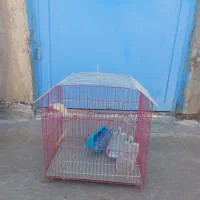 قفس پرنده|لوازم جانبی حیوانات|امیدیه, |دیوار