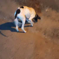 سگ شکاری پوینتر انگلیسی|سگ|لاهیجان, لیالستان|دیوار