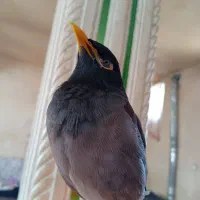 مرغ مینا سخنگو