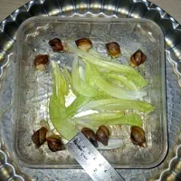 آچاتینا 3 سانتی آلبینو و جید حلزون مولد تخم گذار