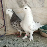 کفتر کبوتر|پرنده|تهران, دولتخواه شمالی|دیوار