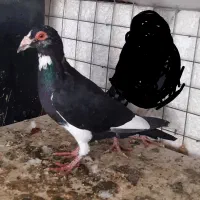 کبوتر بزک ،فری ،کویتی، پلنگی .آس|پرنده|گنبد کاووس, |دیوار