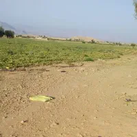 اجاره دادن زمین کشاورزی|اجارهٔ دفتر صنعتی، کشاورزی، تجاری|داراب, |دیوار