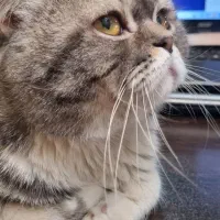 گربه اسکاتیش فولد نر