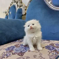 اسکاتیش بیریتیش