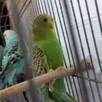 پرنده مرغ عشق|پرنده|الوند, |دیوار