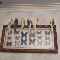 عروس هلندی|پرنده|تهران, وحیدیه|دیوار