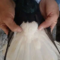 کبوتر دم سفید|پرنده|قزوین, |دیوار