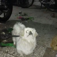 گمشده سگ مظلوم مریض