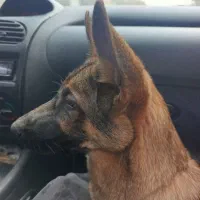 سگ ژرمن اصیل/ پدر وارداتی /۵ ماهه درشت