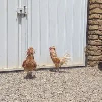 خروس