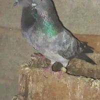 کبوتر|پرنده|شادگان, |دیوار
