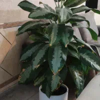 گل همراه با گلدان