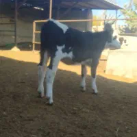 گوساله سیمینتال ماده|حیوانات مزرعه|بجنورد, |دیوار