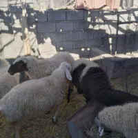 میش کاور|حیوانات مزرعه|گلزار, |دیوار