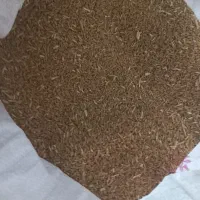 گندم