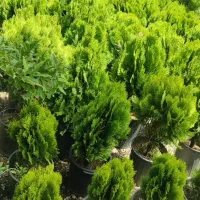 خدمات باغبانی. هرس کاری. صفر تا  صد.    سیار|خدمات باغبانی و درختکاری|فردیس, قریشی|دیوار