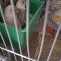 کوتوله برزیلی