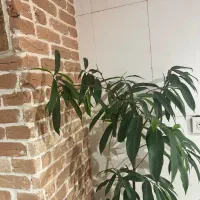 همخانه خانوم