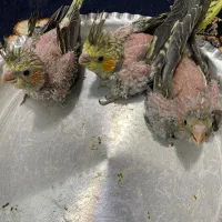 جوجه عروس هلندی  آماده دستی شدن|پرنده|شاهرود, |دیوار