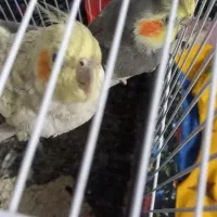عروس هلندی  نر وماده سخنگو