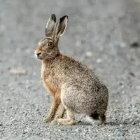 خرگوش چشم سیاه