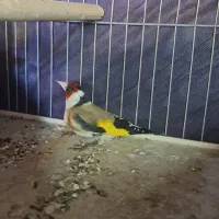 سهره|پرنده|خرمشهر, |دیوار