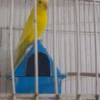 مرغ عشق ماده