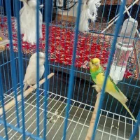 مرغ عشق سالم