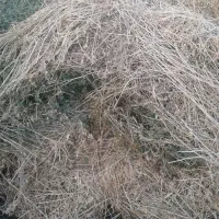 یونجه خشک و تازه