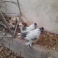 مرغ خروس برهما وسگ ژرمن|حیوانات مزرعه|شیراز, باغشهر قصر سبز|دیوار