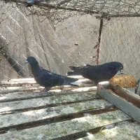 کبوتر پرشی و پر شهر کردی|پرنده|سامان, |دیوار