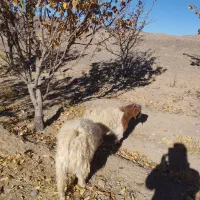 40راس گوسفند چاق فروشی نر وماده|حیوانات مزرعه|راین, |دیوار