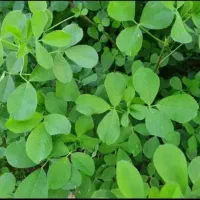فروش یونجه کوبیده