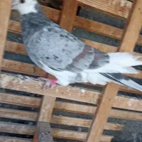 شازده هفرنگ ماده قولدور  پرشی بشرط|پرنده|طرقبه, |دیوار