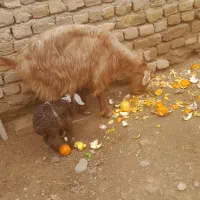 بز با بزغاله