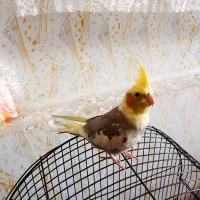 عروس هلندی جوجه 4ماه آماده یادگیری|پرنده|مرودشت, دولت آباد|دیوار