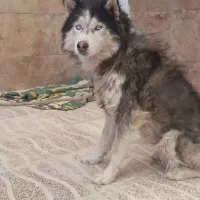 سگ هاسکی مالاموت