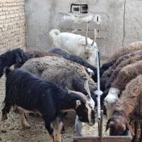 میش و بز و بزغاله چاق|حیوانات مزرعه|پاکدشت, پاکدشت (مامازند)|دیوار