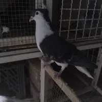 دمگیر و طوقی|پرنده|برخوار, |دیوار