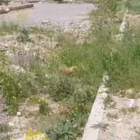 زمین-میراباد