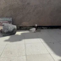 طوقی سرخ نر جوان|پرنده|سبزوار, توحیدشهر|دیوار