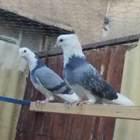 کفتر گرو دهنجور ضمانتی|پرنده|تهران, سلسبیل جنوبی|دیوار