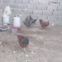 تعدادی مرغ و خروس بفروشد می‌رسد تلفن