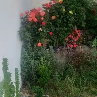 فروش-زمین-990متری-جاده-تونل