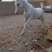 اسب مادیان