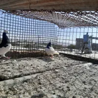 اسباب بازی|اسباببازی بچه|تربتحیدریه, مسجد جامع|دیوار